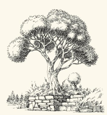 Zeytin ağacı manzaralı el çizimi