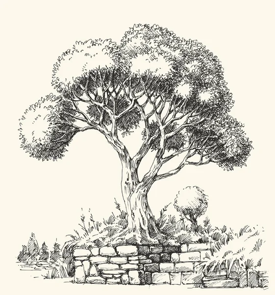 Zeytin Ağacı Manzaralı Çizimi — Stok Vektör