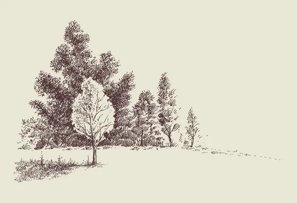 Forest Edge Sketch Beautiful Woodland Hand Drawing Nature Background — Stok Vektör