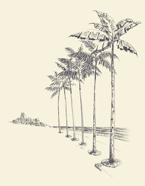 Grande Allée Palmiers Sur Plage Vue Mer Dessin Main — Image vectorielle