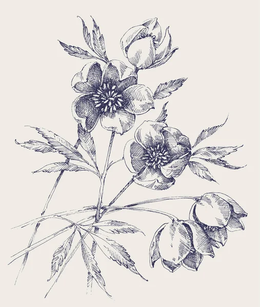 Disegno Mano Fiori Hellebore Helleborus Bianco Rosa Natale Fioritura Primavera — Vettoriale Stock