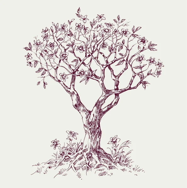 Magnolia Árbol Flor Ilustración Vectorial Dibujado Mano — Vector de stock