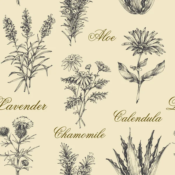 Herbes Médicinales Dessinées Main Camomille Souci Aloès Lavande Chardon Modèle — Image vectorielle