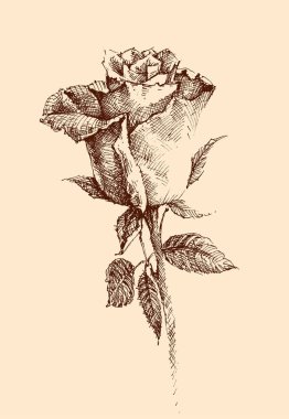 El çizimi gül retro tarzı