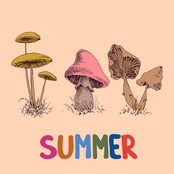 Summer Seasonal Card Various Edible Mushrooms Design — Stock Vector