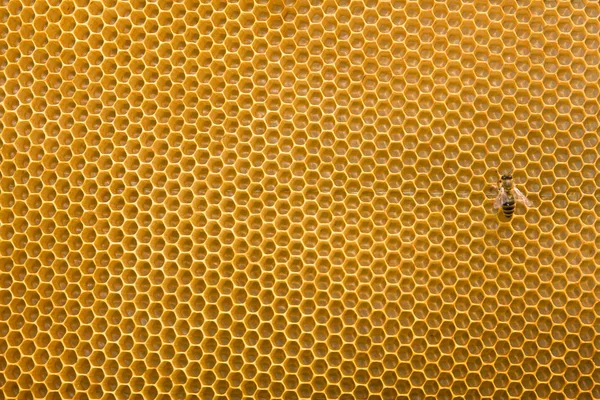 Favo de mel com abelha — Fotografia de Stock