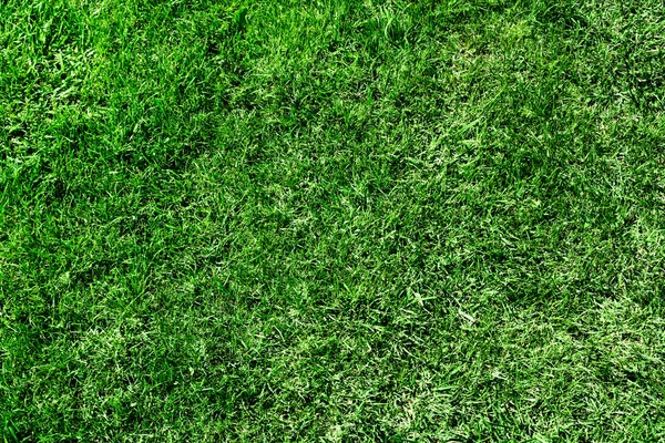 Ecological green grass texture — Stock Photo, Image