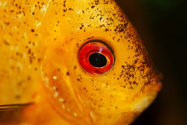 Peces amarillos en el acuario —  Fotos de Stock