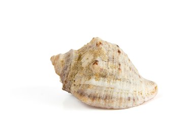 beyaz izole seashell