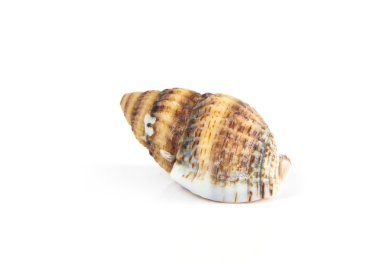 beyaz izole seashell