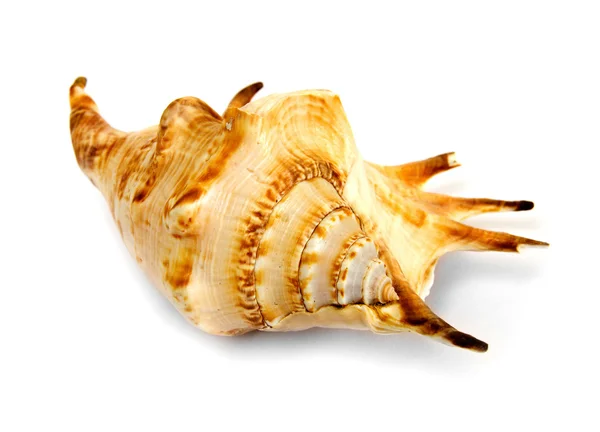 Seashell isolated from white — Stock Photo, Image