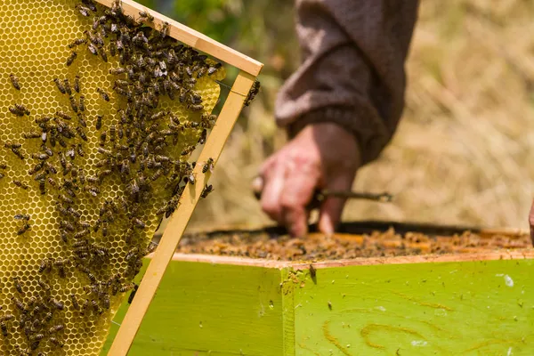 Imker arbeitet mit Bienen an Waben — Stockfoto