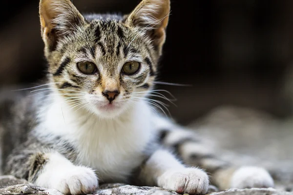 Güzel küçük kediler