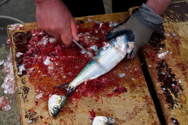 Fisherman cleaning fish — Stock Photo, Image