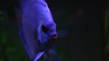 Discus Balık Akvaryum