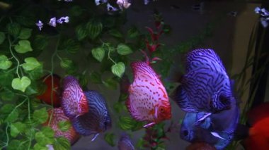 Discus Balık Akvaryum