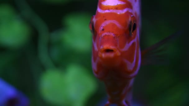 在水族馆的七彩神仙鱼 — 图库视频影像