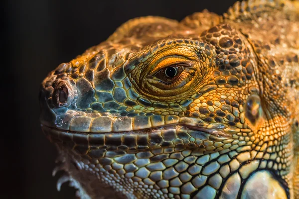 Lézard de Guyane — Photo