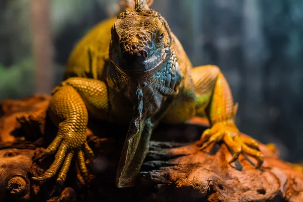 Guana jaszczurka — Zdjęcie stockowe