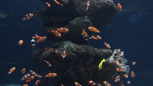 Peces payaso y pez amarillo cebrasoma en acuario — Vídeo de stock