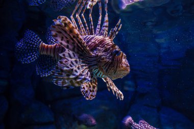 lionfish akvaryum