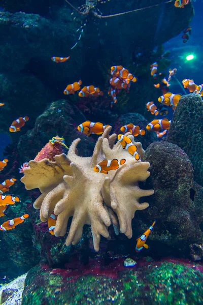 Clown fishes in aquarium — Stock Photo, Image