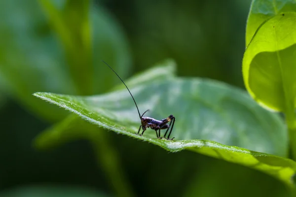 Small black cricket on leaf — Stock Photo, Image