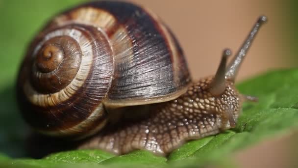 Caracol arrastrándose — Vídeo de stock