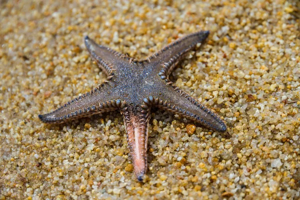 Élő tengeri csillag — Stock Fotó