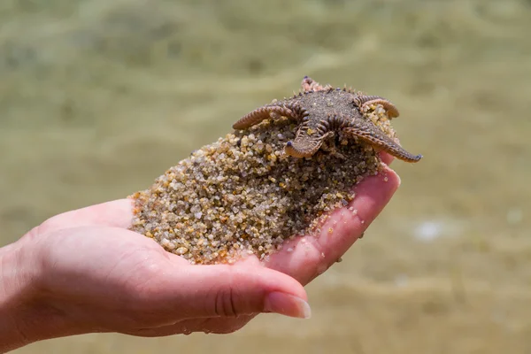 Live Starfish — Stock Photo, Image