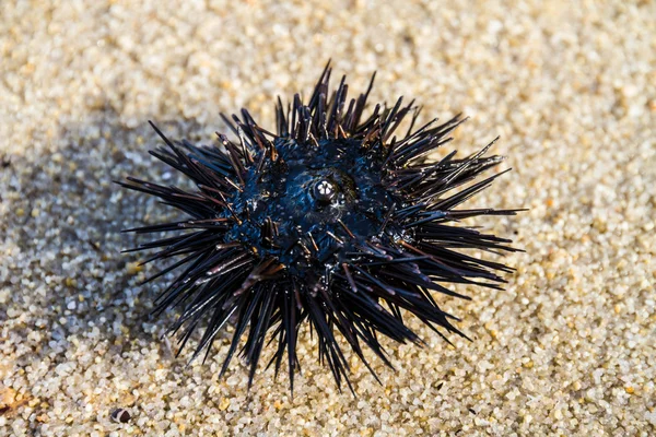 Sea urchin — Stockfoto