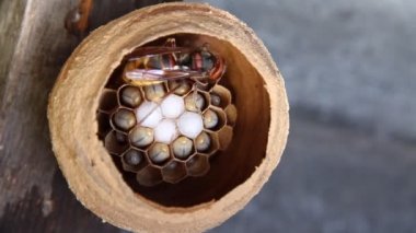 onların larvaları besleme hornet