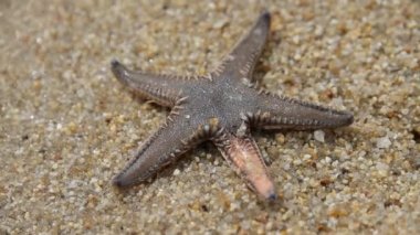 Canlı deniz yıldızı