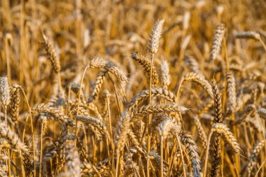 buğday alan hasat için hazır