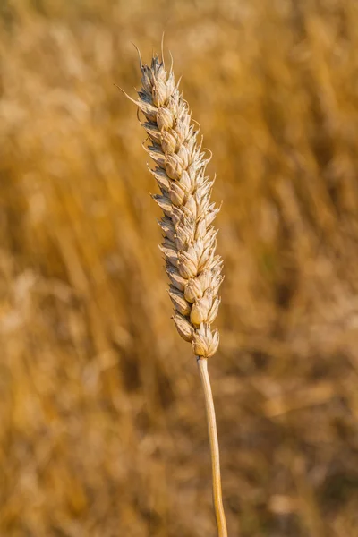 Campo di grano pronto per il raccolto — Foto Stock