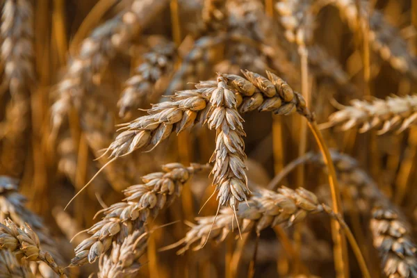 Campo di grano pronto per il raccolto — Foto Stock