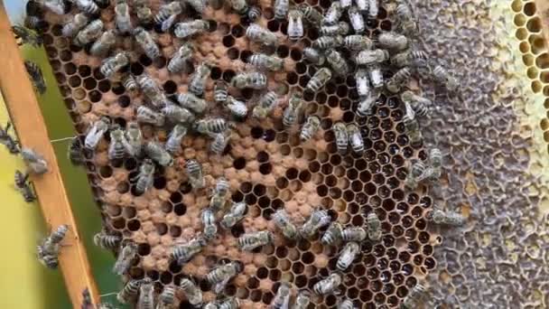 Pszczoły na plastrze miodu — Wideo stockowe