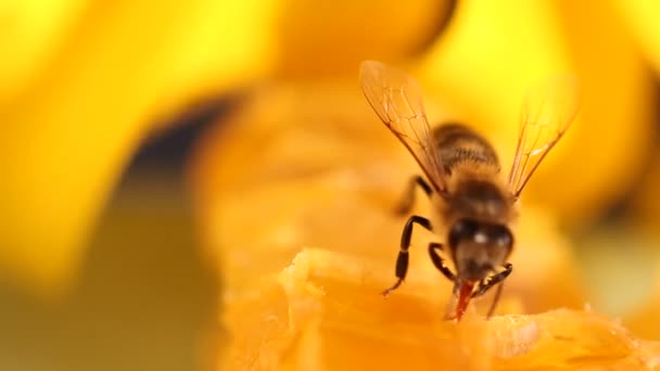 Abeja recolectando miel y néctar — Vídeo de stock