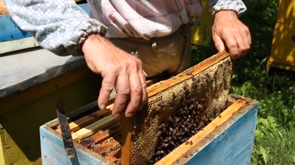 Apicultor que trabaja en la colmena — Vídeos de Stock