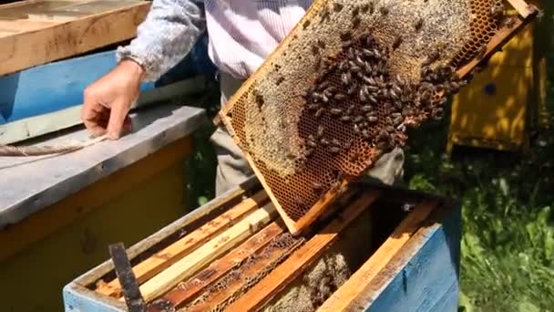 Biodlare som arbetar på beehive — Stockvideo