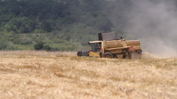 Combineren oogst graan — Stockvideo