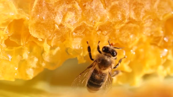 Récolte d'abeilles miel et nectar 