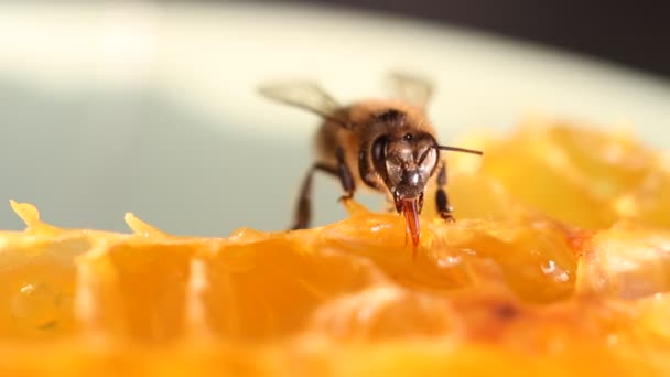 Bee samla honung och nektar — Stockvideo