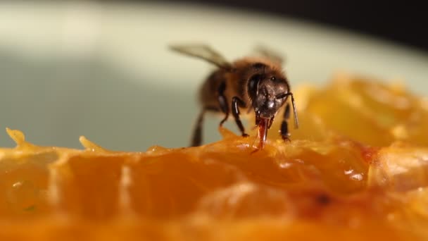 Récolte d'abeilles miel et nectar 