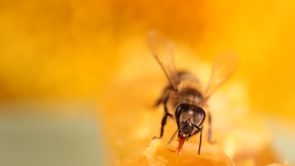 Abeja recolectando miel y néctar — Vídeos de Stock