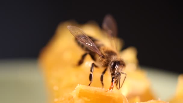 Récolte d'abeilles miel et nectar — Video