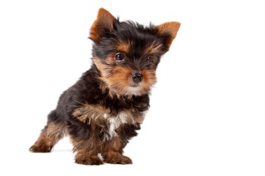 yorkshire Terrier yavrusu