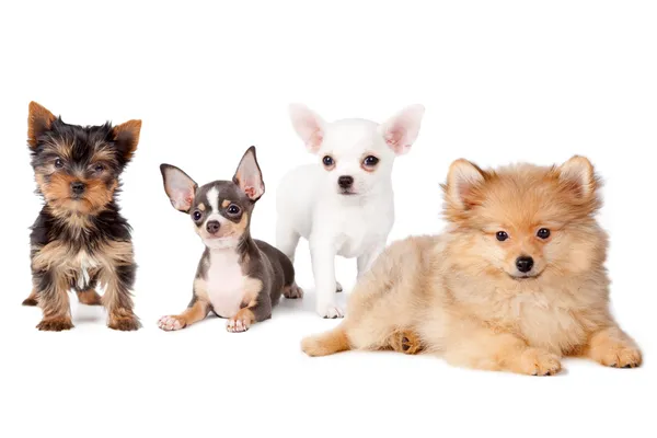 Group dogs — Stock Photo, Image