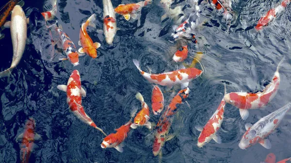 Muitos peixes de carpa — Fotografia de Stock