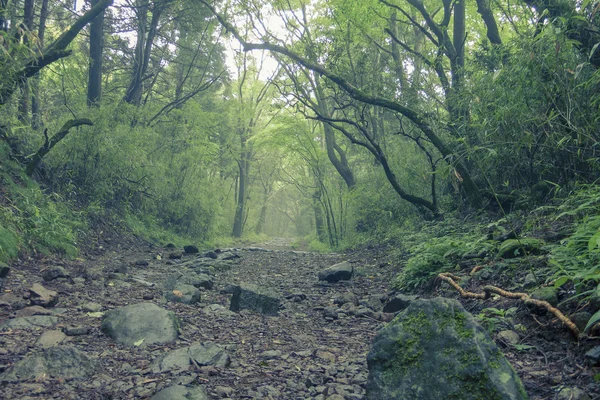 Old Tokaido road, Hakone — Stock Photo, Image